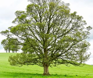 A large English walnut tree in the countryside