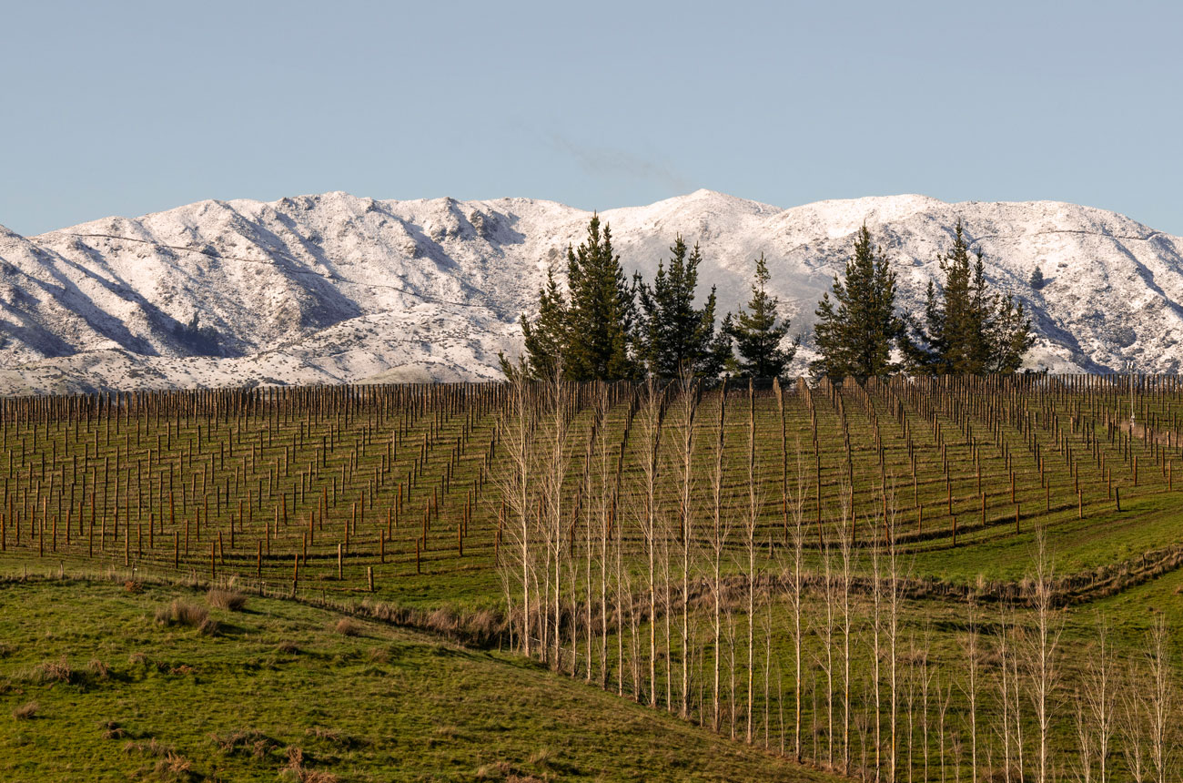 Chardonnay vines in Ashmore Vineyard, Omaka Valley