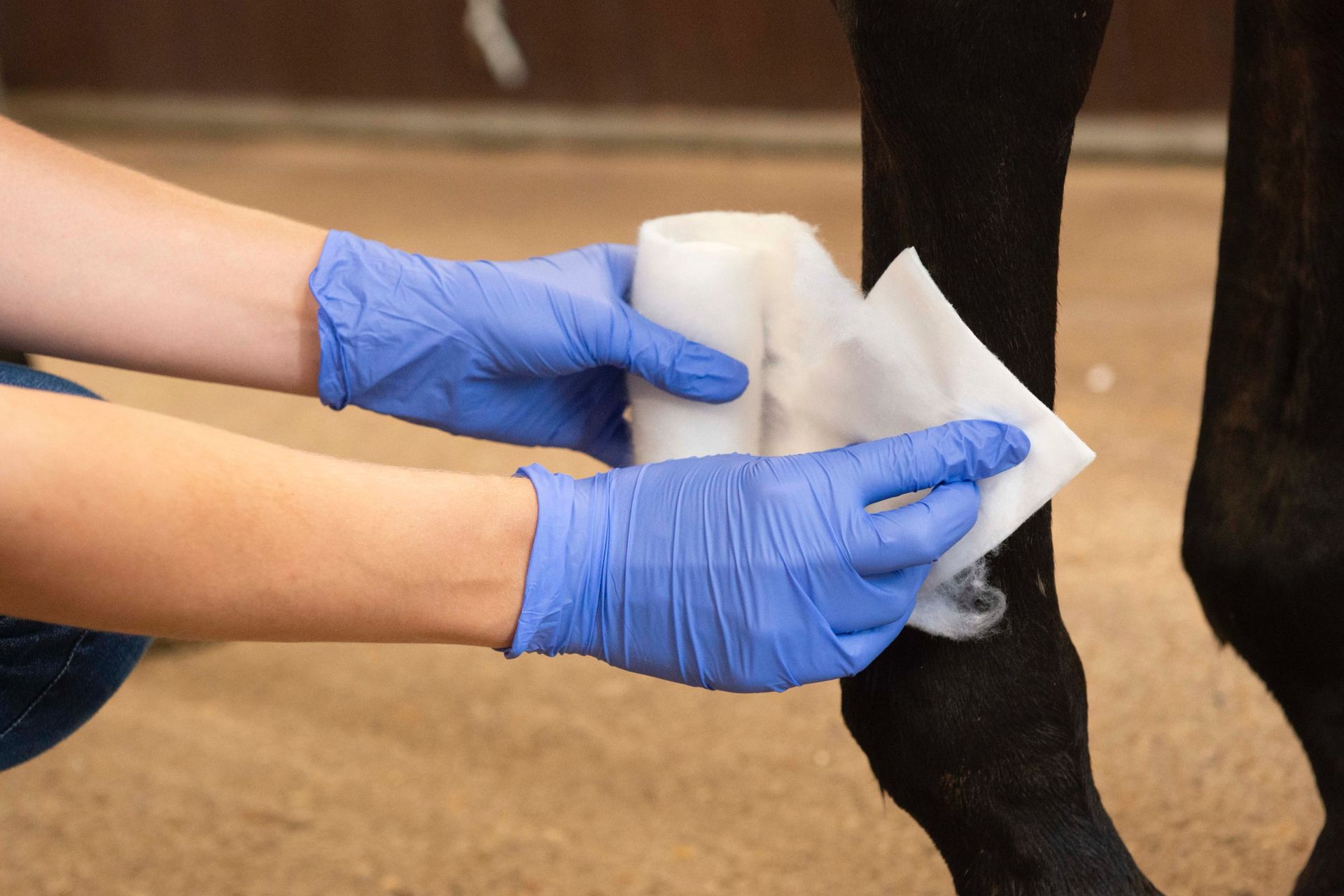 close up of medical gloved hands dressing a wound just above a horse's fetlock