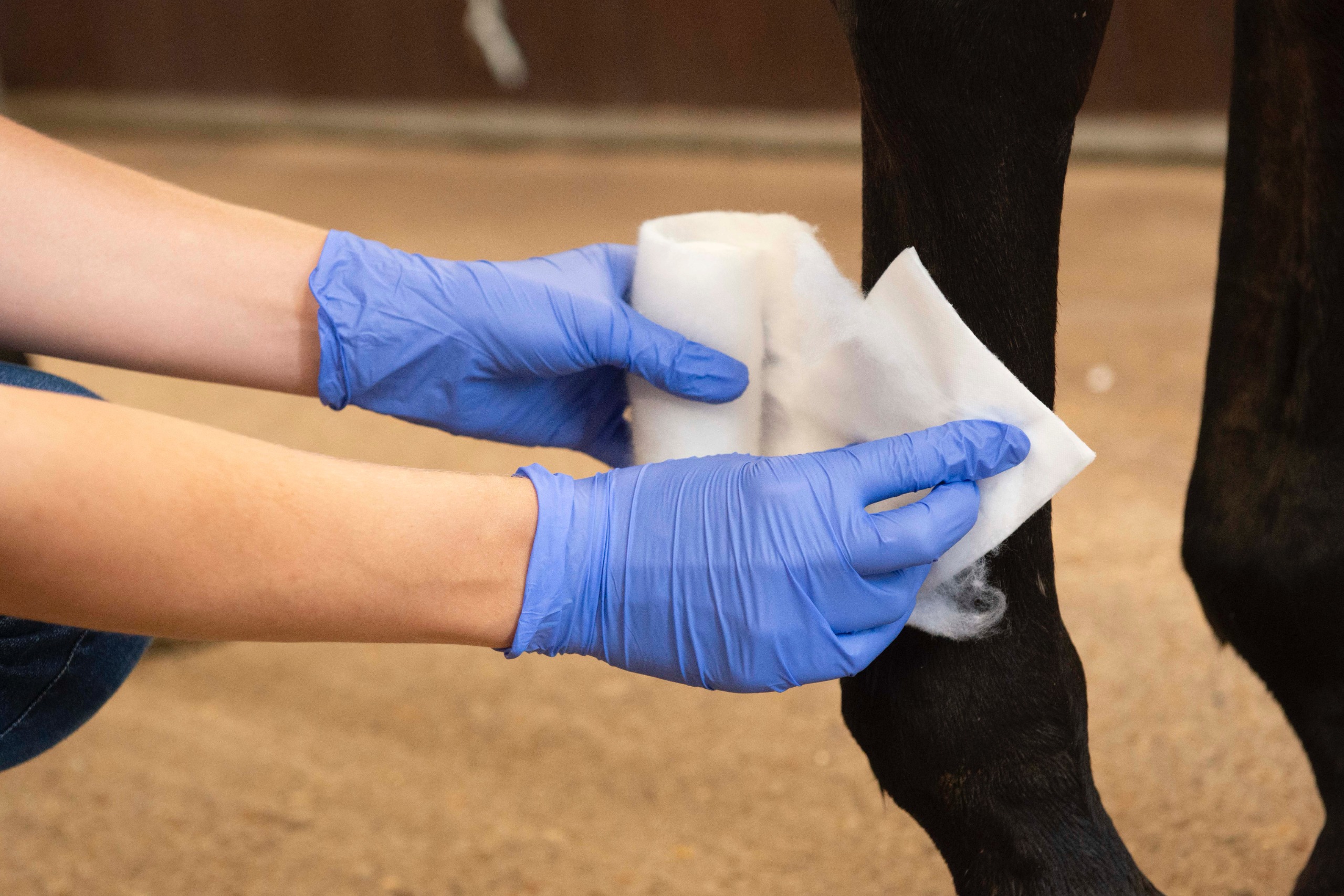 close up of medical gloved hands dressing a wound just above a horse's fetlock