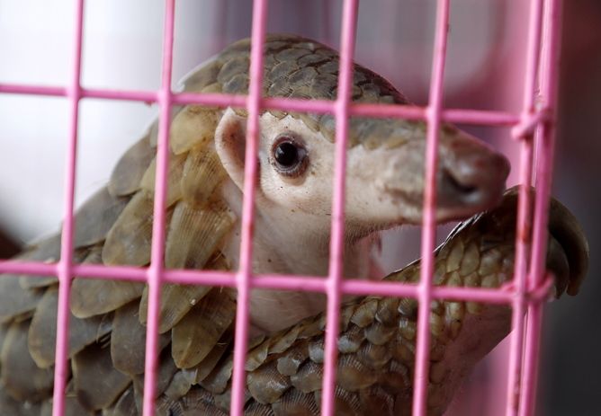 the pangolin, extinction, endangered species