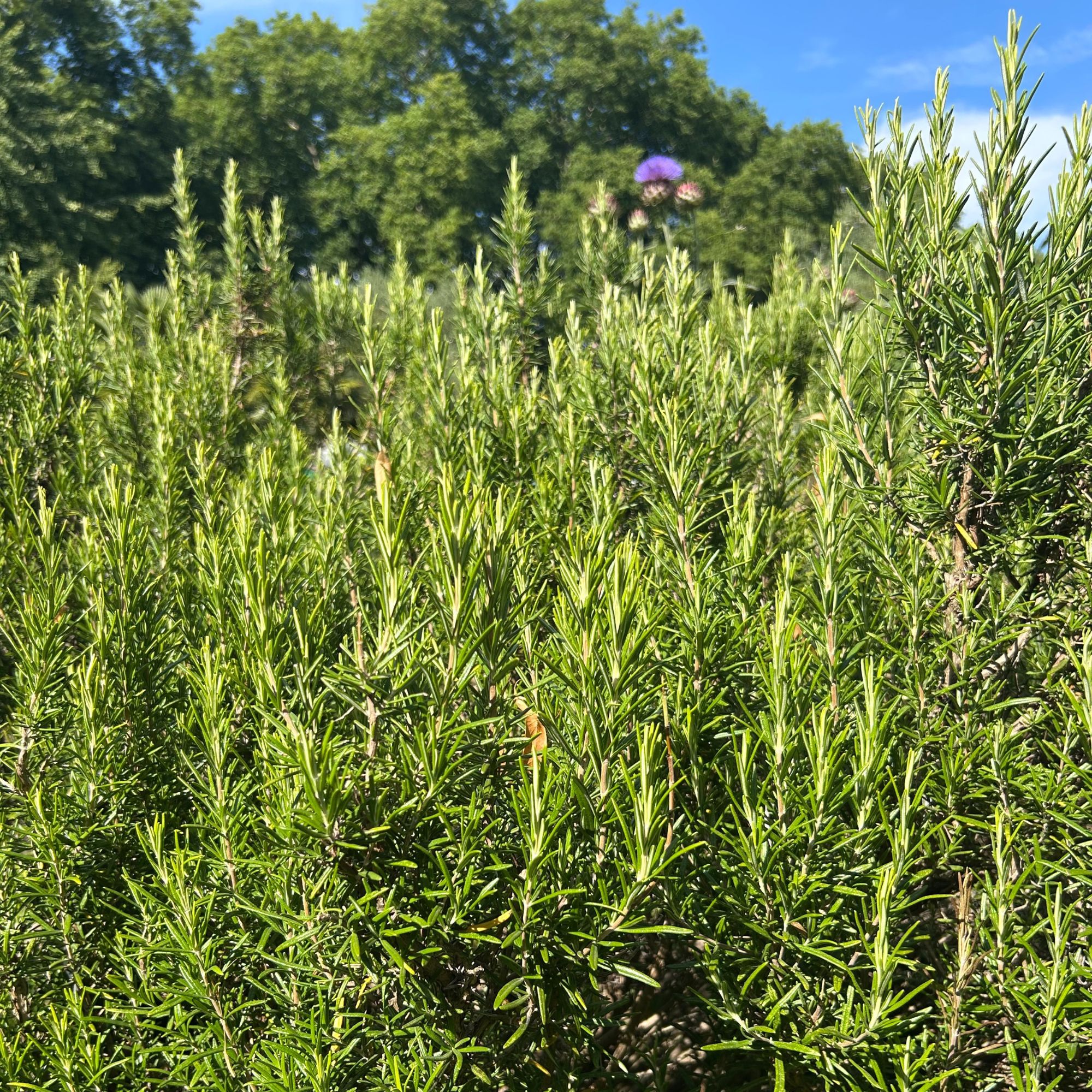 Rosemary plant growing in garden