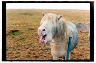 Horse neighing over a wire fence in a field in Iceland