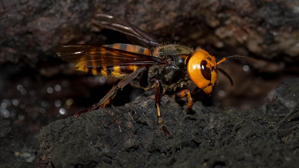 Murder Hornet: Asian Giant Hornets Invading North America | Live Science