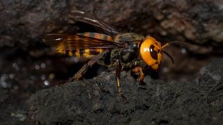 A photo of an Asian giant hornet, or murder hornet, walking on soil.