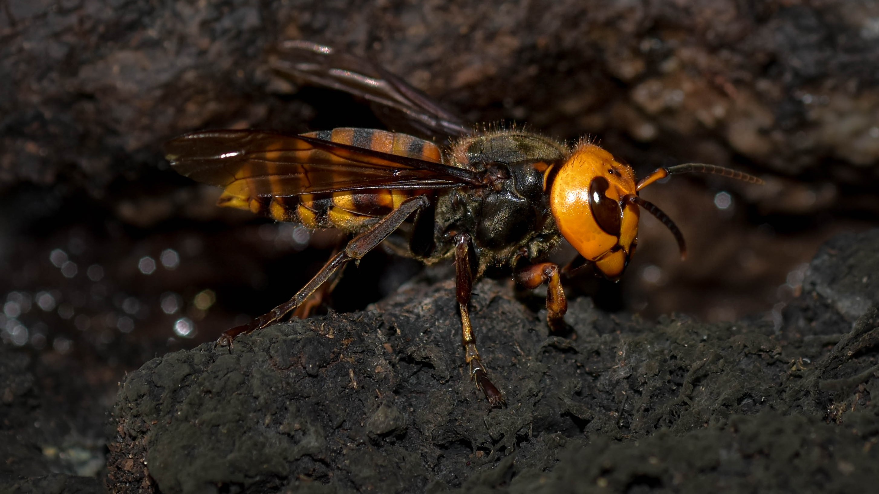 Murder hornet Asian giant hornets invading North America Live Science