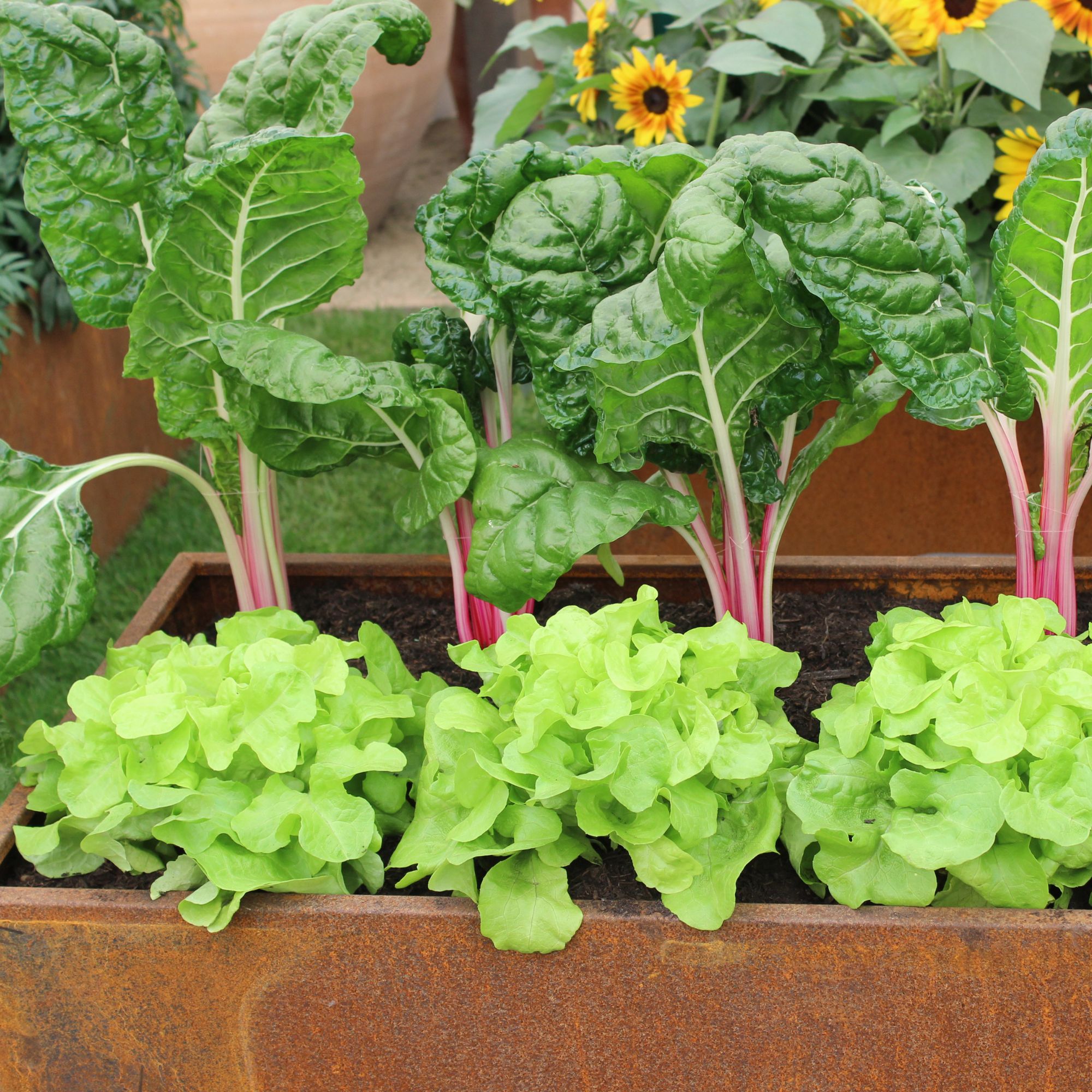 Swiss chard and lettuce growing in corten steel planter at RHS Chelsea Flower Show