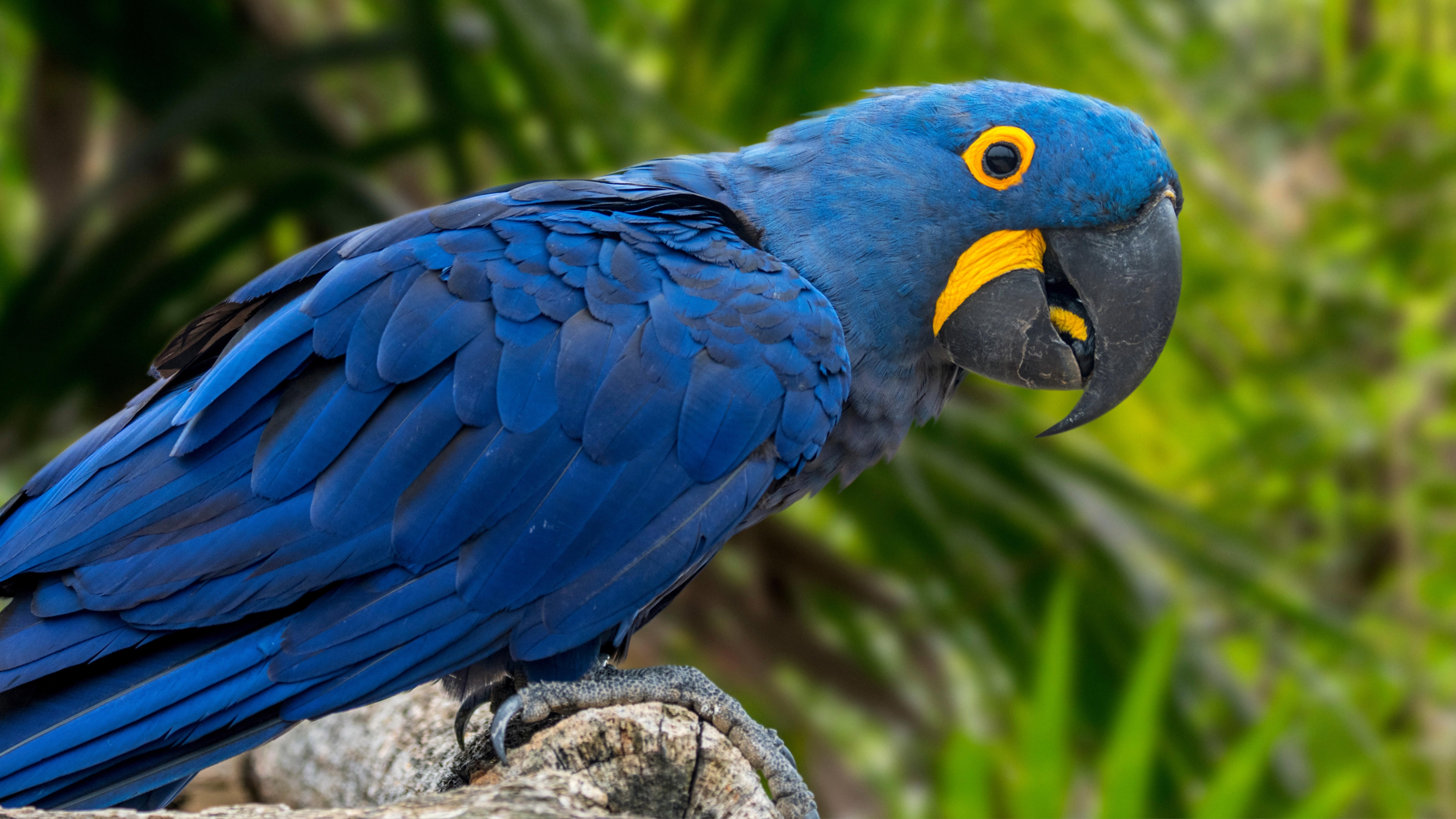 Hyacinth Macaw