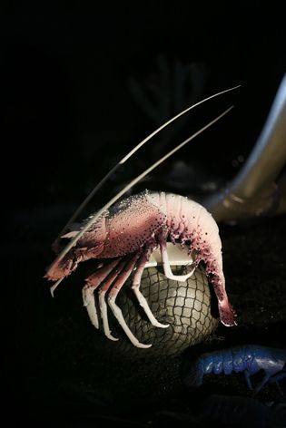 Erik Halley's Swarovski crystalled pink lobster carvas hat