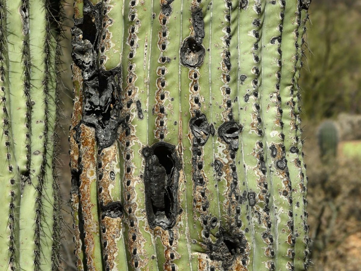 Drechslera Cactus Stem Rot How To Save A Rotting Cactus Gardening