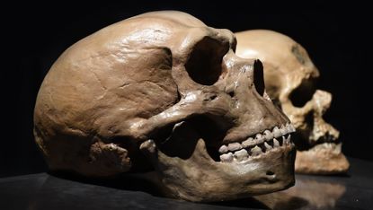 Neanderthal skull (foreground) contrasted with that of a modern human from the Palaeolithic.