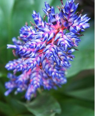 Bromeliad blue tango flower