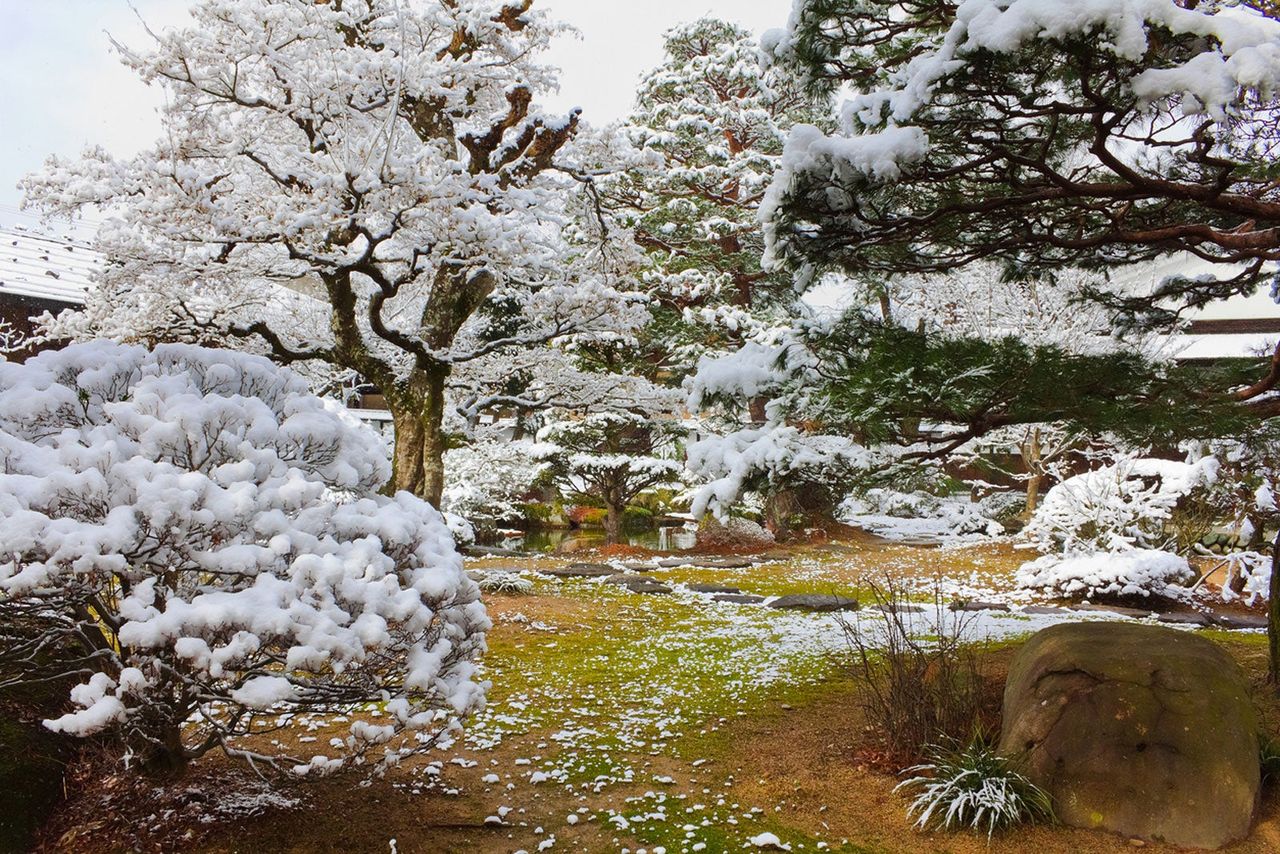 Trees Covered In Snow