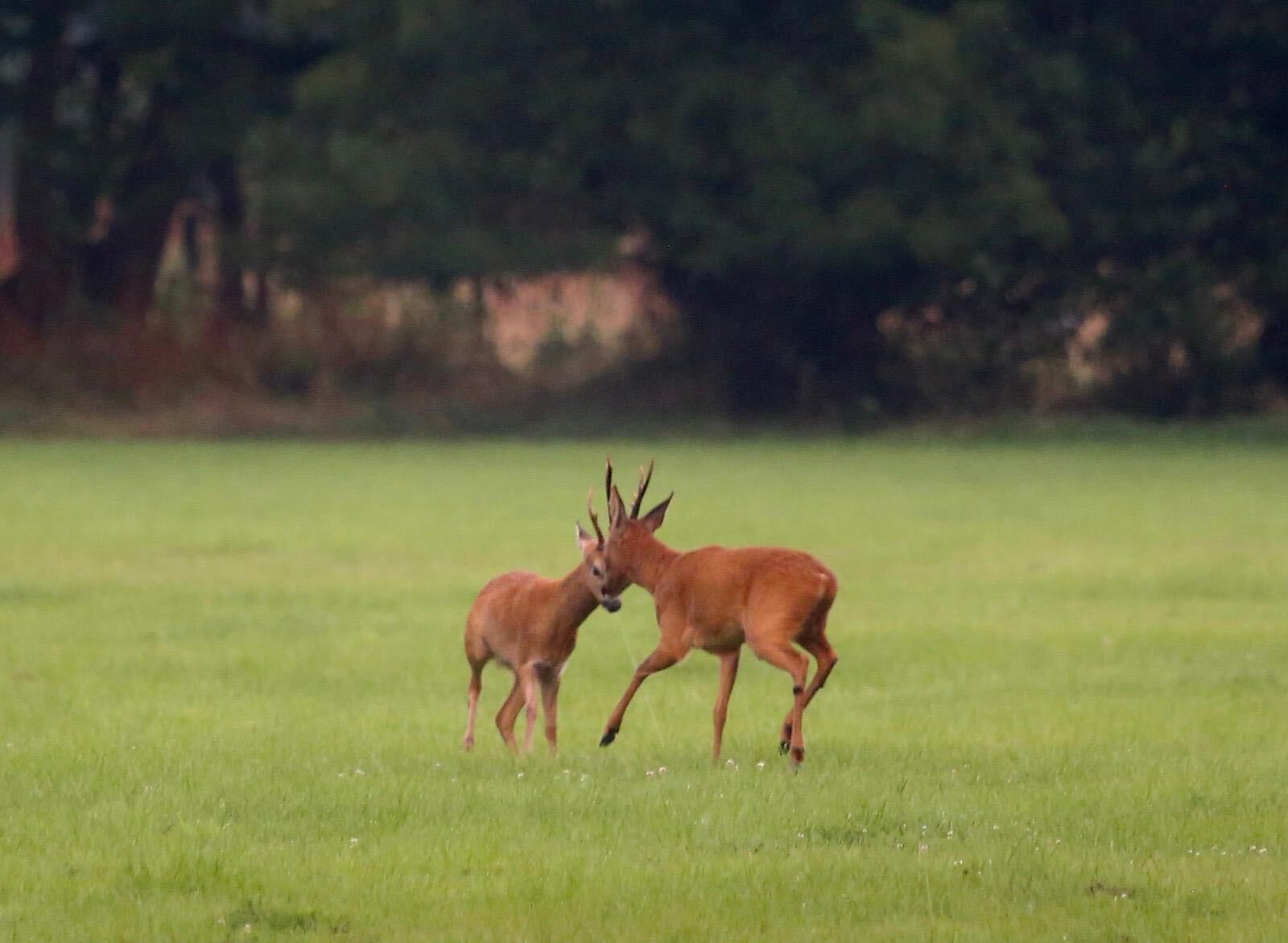 Steve's image of deer clashing antlers