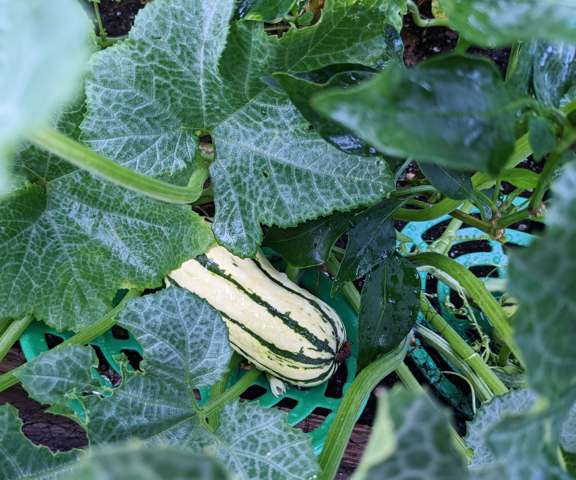 How to grow delicata squash - tips from an expert grower | Homes and ...