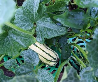 A delicata squash growing on a plant