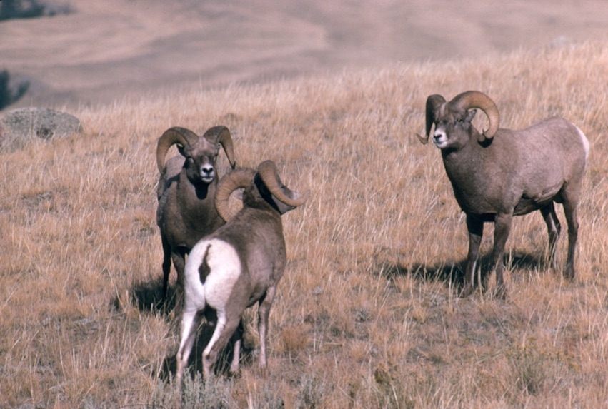 Photos: The Power and Beauty of North America's Bighorn Sheep | Live ...