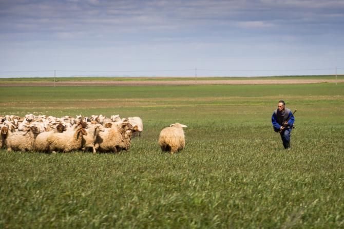 This Spanish shepherd is not messing around
