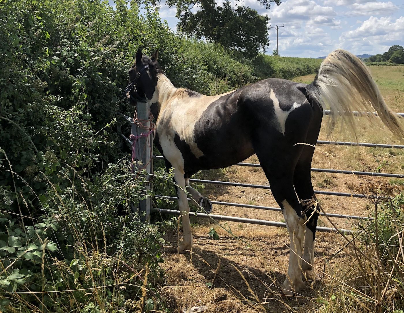 Ilford-horse-RSPCA.jpeg