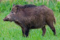 Tuscany wild boar cull