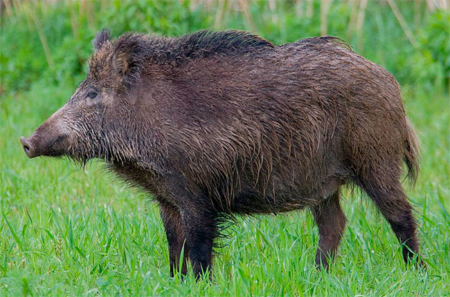 Tuscany wild boar cull