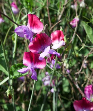 fire and ice sweet pea