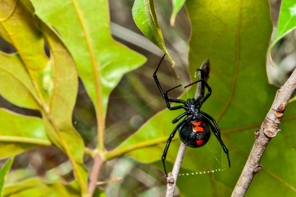 Black Widow Spiders Bring Their Venom To Canada As Planet Warms Live