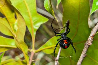 a black widow spider