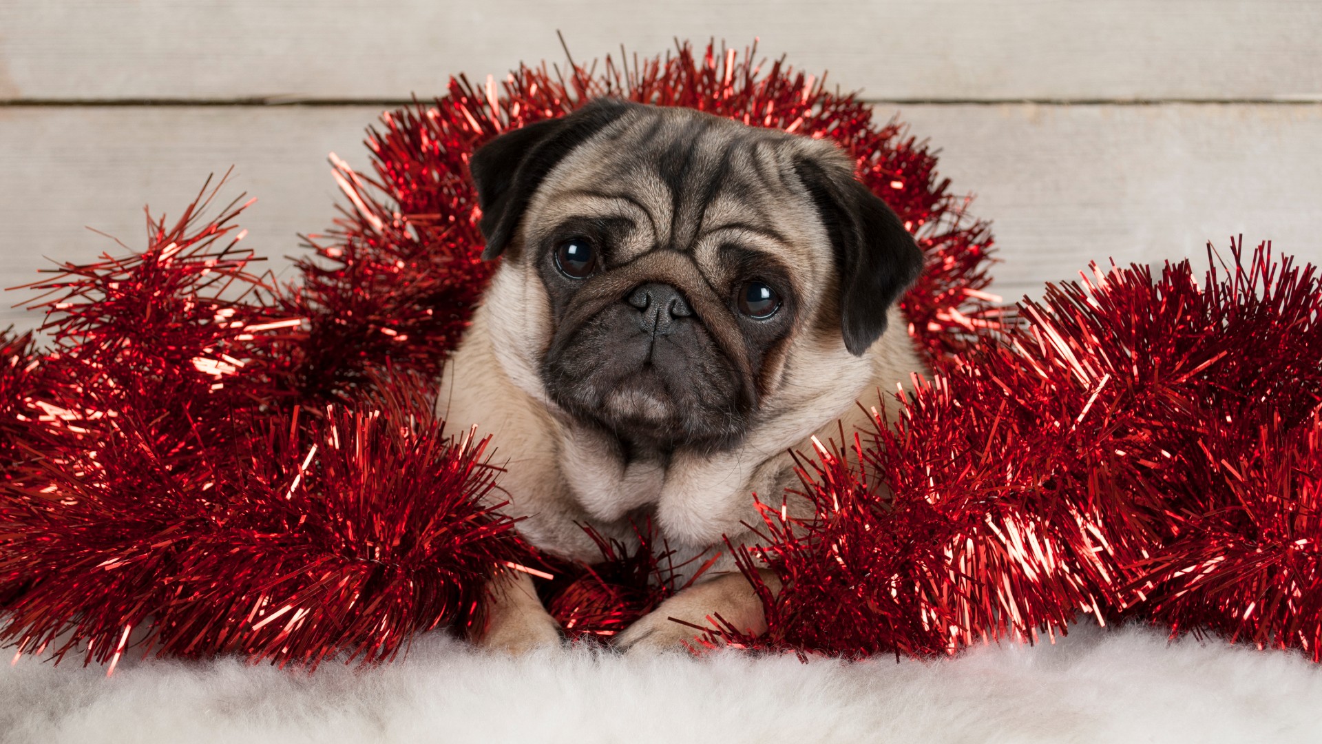 11 Christmas hazards for pets | PetsRadar