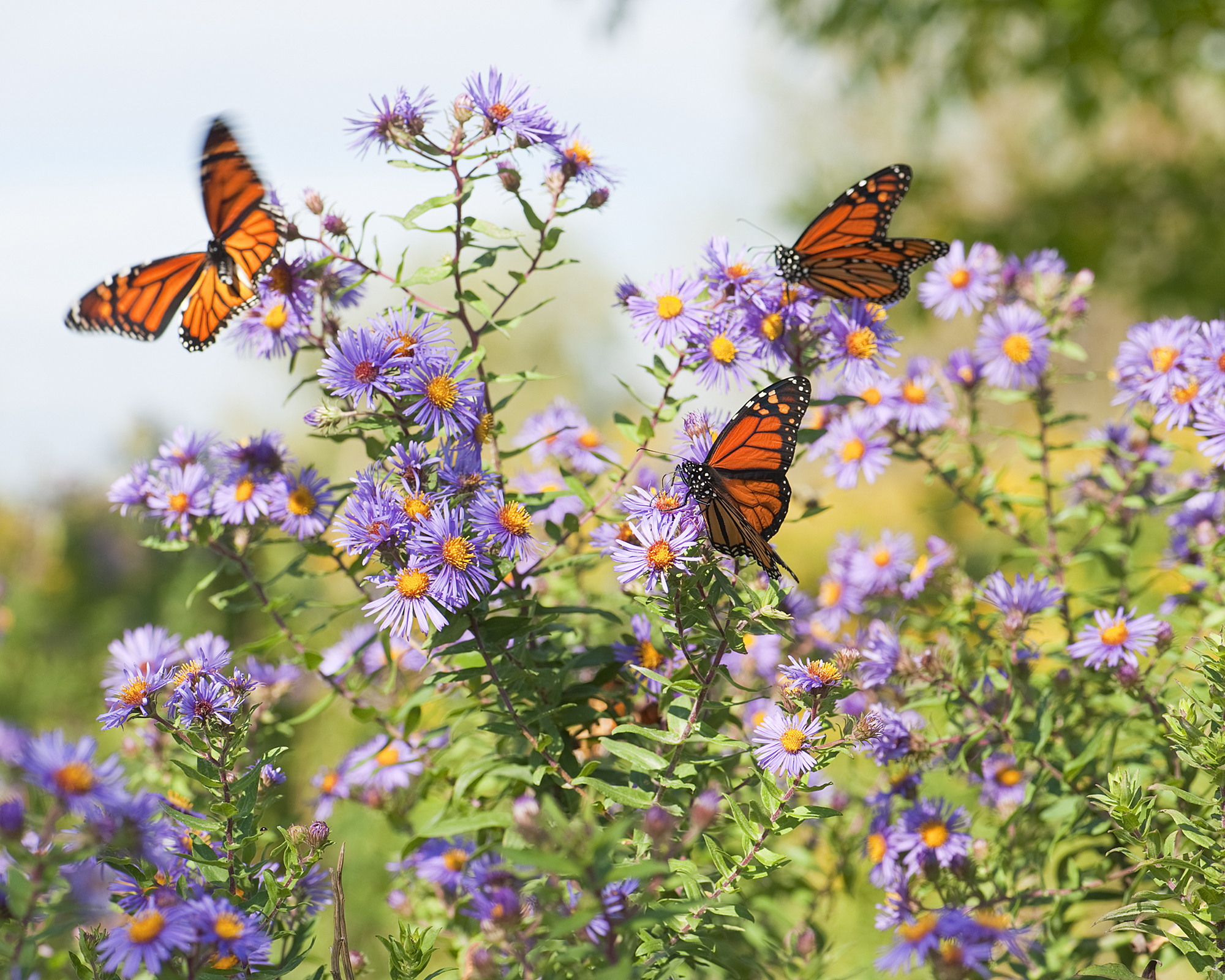 Monarch butterflies resting on wild aster flowers