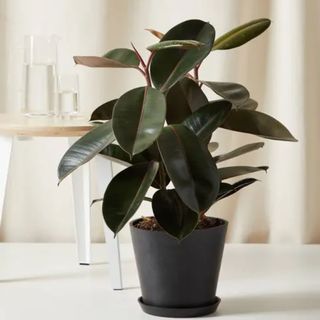 A Bloomscape Burgundy Rubber Tree in a charcoal pot