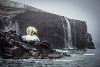 Polar bear shot by Cory Richards