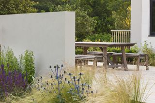 an urban garden with blue eryngium flowers