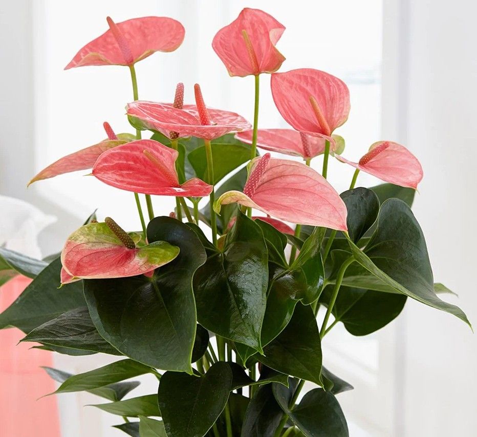 12 easy house plants lowmaintenance, and