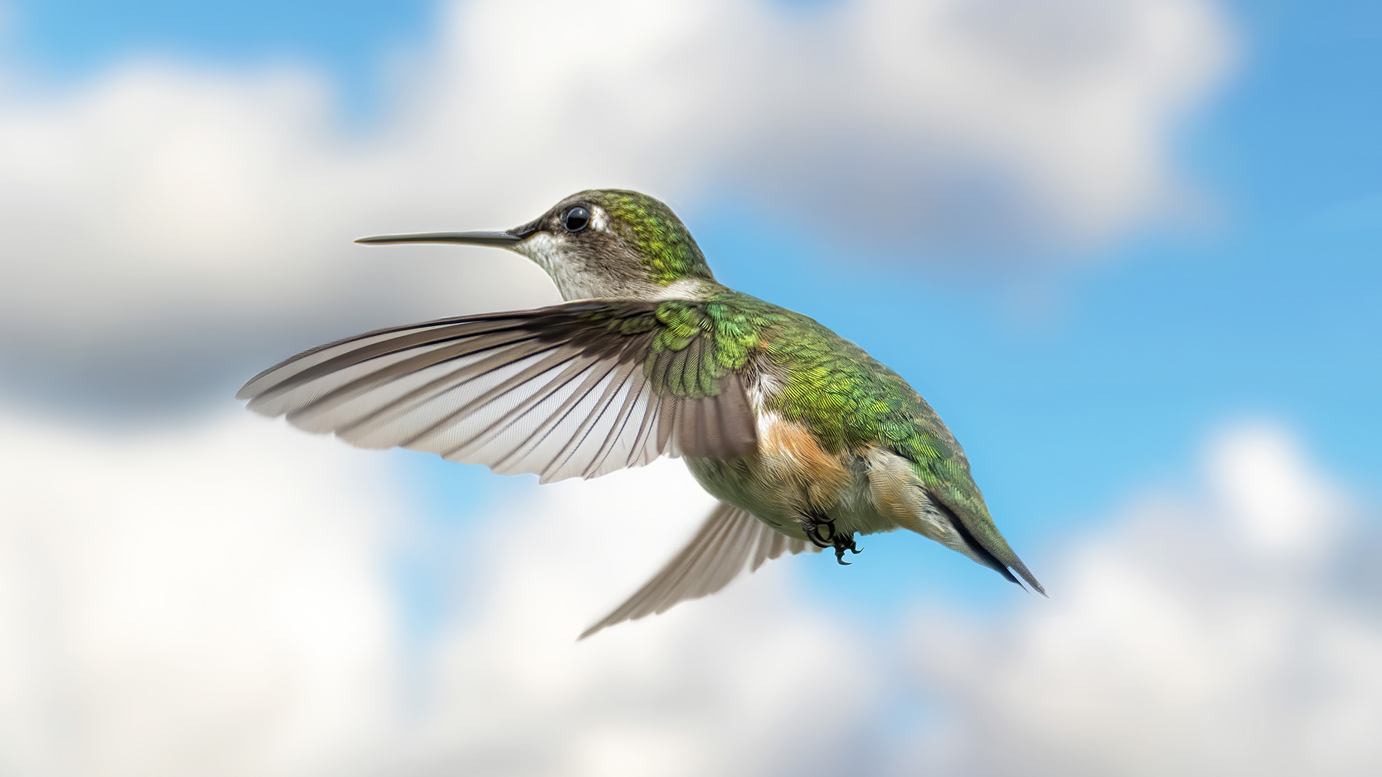 Ruby Throated Hummingbird