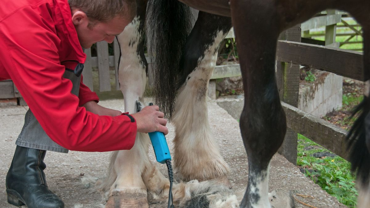 How to clip a horse