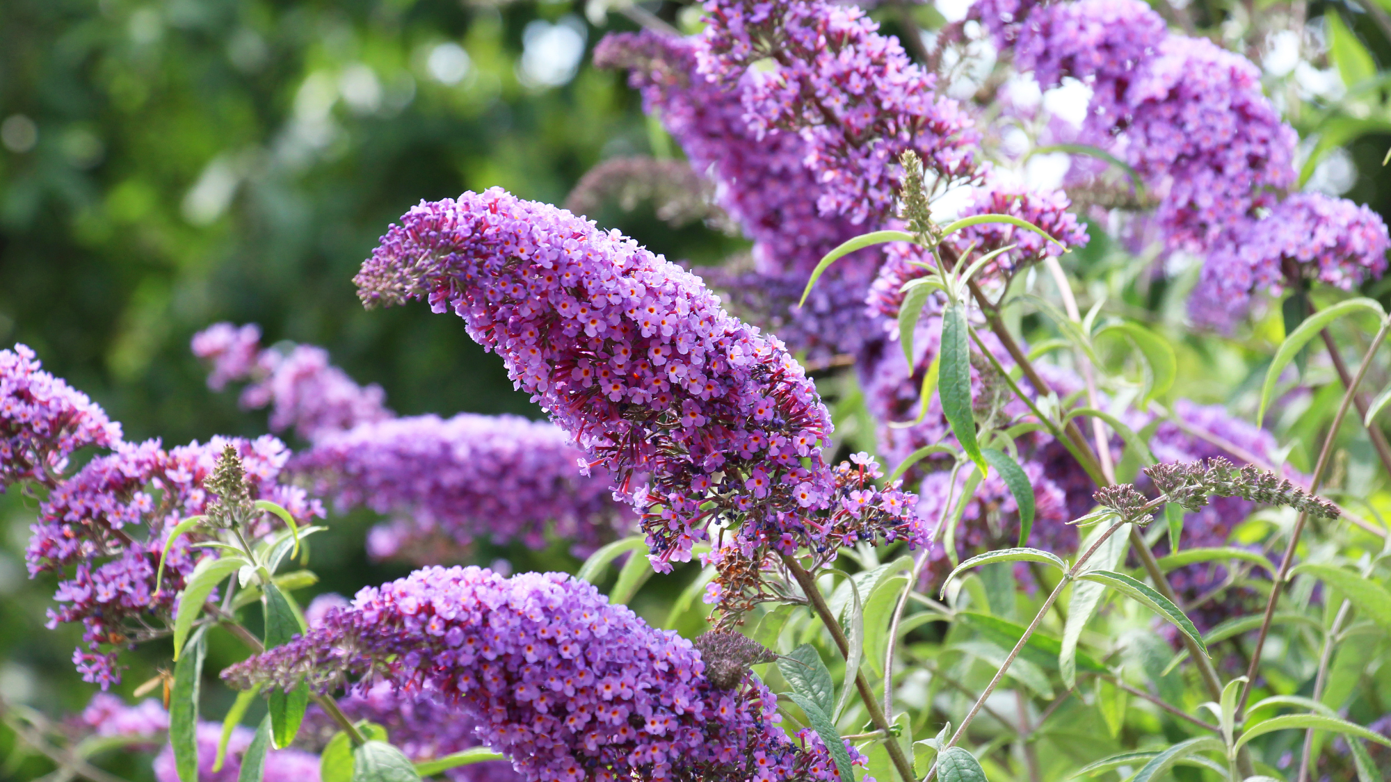 The buddleja davidii bush is blooming in the garden