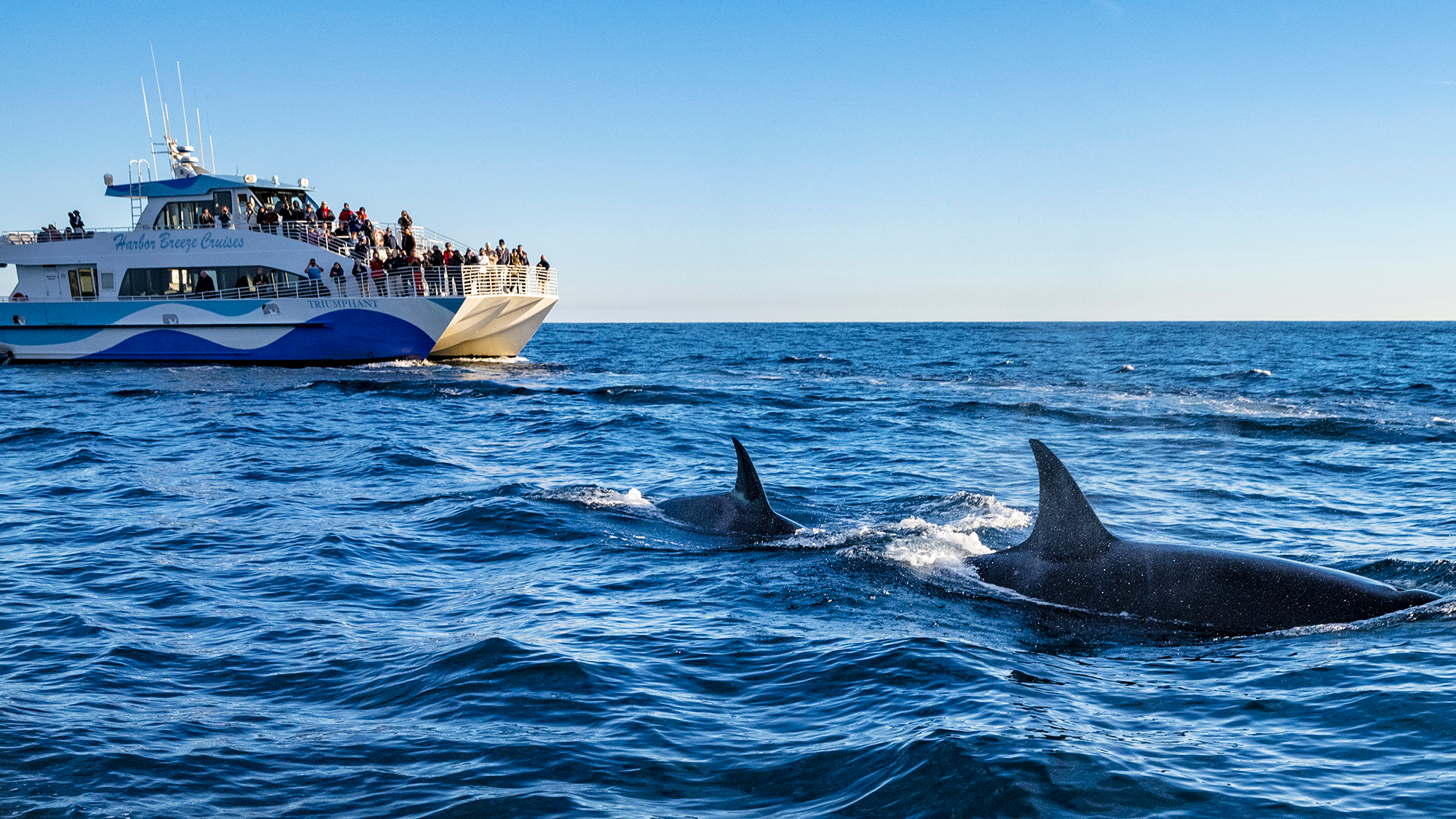 Boat in far left facing fins of two killer whales.