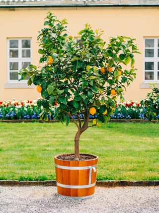 Potted lemons in the garden