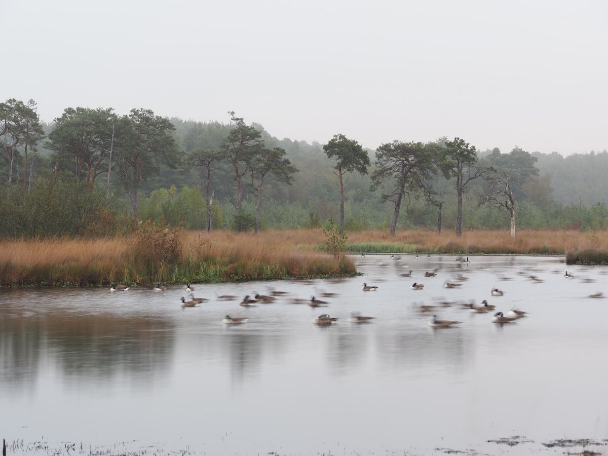 OM System PEN sample gallery: a tree lined lake, it's filled with geese, the movement of the geese is blurred