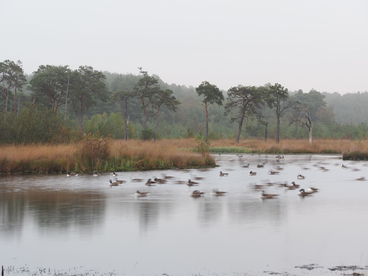 OM System PEN sample gallery: a tree lined lake, it's filled with geese, the movement of the geese is blurred