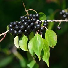 Black buckthorn berries on a leafy branch