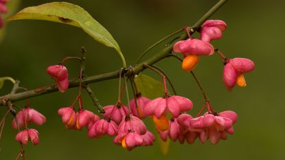 pink and orange berries of the spindle tree (Euonymous europaeus) 