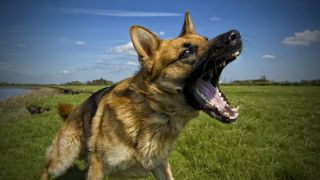 German shepherd dog barking aggressively