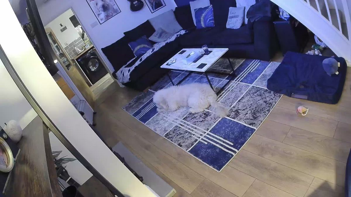 SpotCam Mibo pet camera review