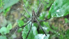 sheet web spider with leaves behind