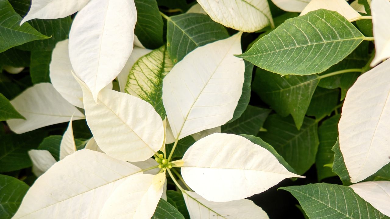 White poinsettia close-up