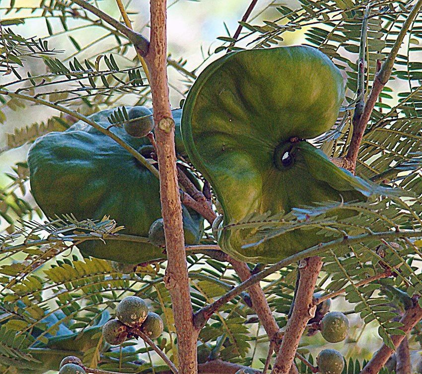 Earpod Tree