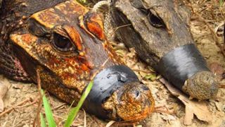 Orange cave-dwelling dwarf crocodile from Gabon next to a regular dwarf crocodile.