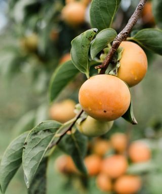 Persimmon fruit